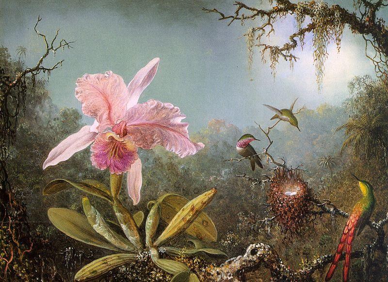 Martin Johnson Heade Cattelya Orchid and Three Brazilian Hummingbirds